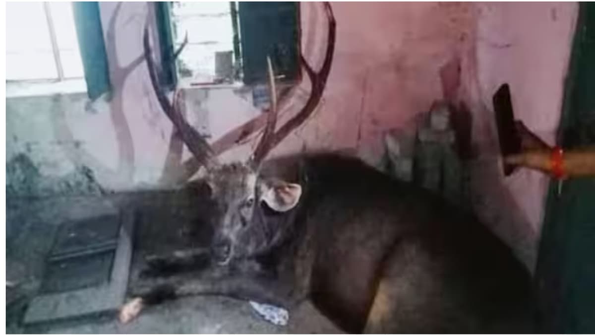 राजस्थान के सरकारी अस्पताल में बारहसिंघा घुसा, 2 लोगों पर हमला किया, मरीजों में मची अफरा तफरी