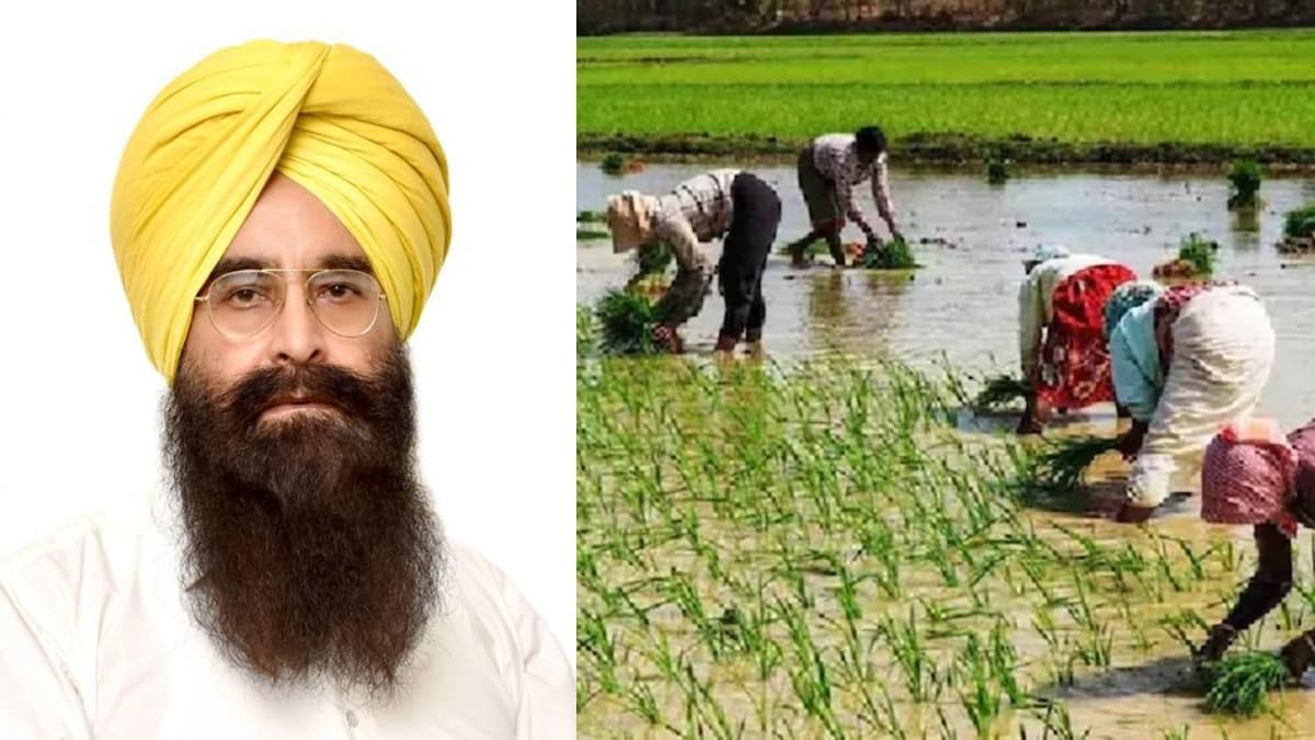 पंजाब सरकार 50 फीसदी सब्सिडी पर मुहैया कराएगी गेहूं का बीज; कृषि मंत्री गुरमीत सिंह खुड्डियां ने किया ऐलान