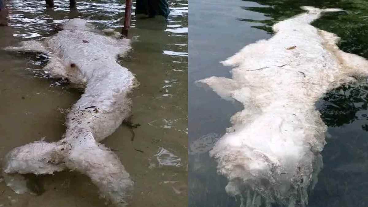 समुद्र के किनारे 'जलपरी' को सड़ते देख हैरत में पड़े लोग, वैज्ञानिक भी हैरान; photo viral