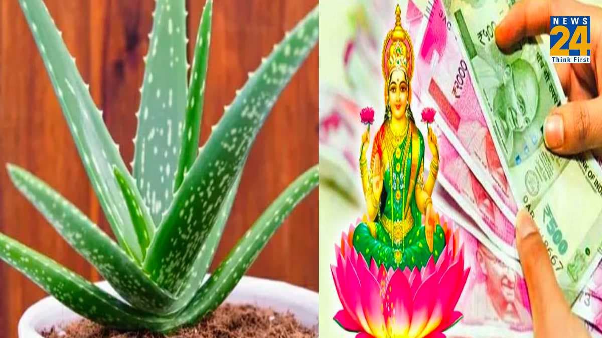Aloe Vera Vastu: घर की खास दिशा में लगा लें एलोवेरा का पौधा, खिंचकर आने लगेगा धन!
