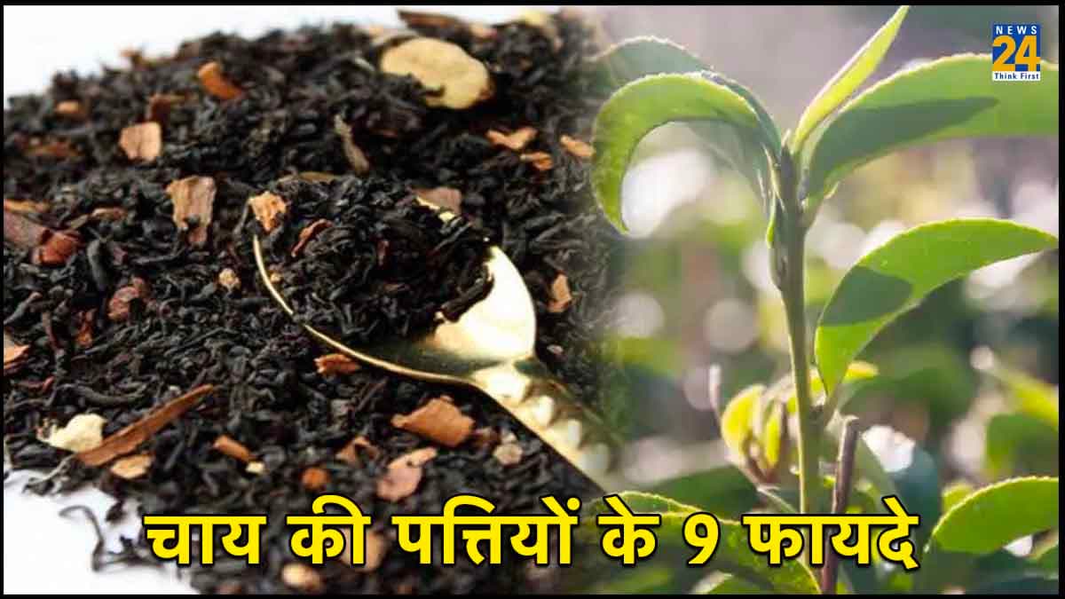 इस्तेमाल की चाय की पत्तियों के 9 फायदे जान लें, यकीनन फेंकने से पहले सोचेंगे जरूर