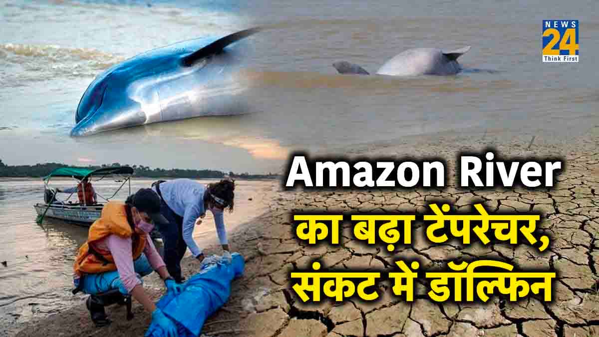 दुनिया की दूसरी सबसे बड़ी Amazon River में पड़ा सूखा, डॉल्फिन संकट में, सात दिन में 100 से ज्यादा की मौत