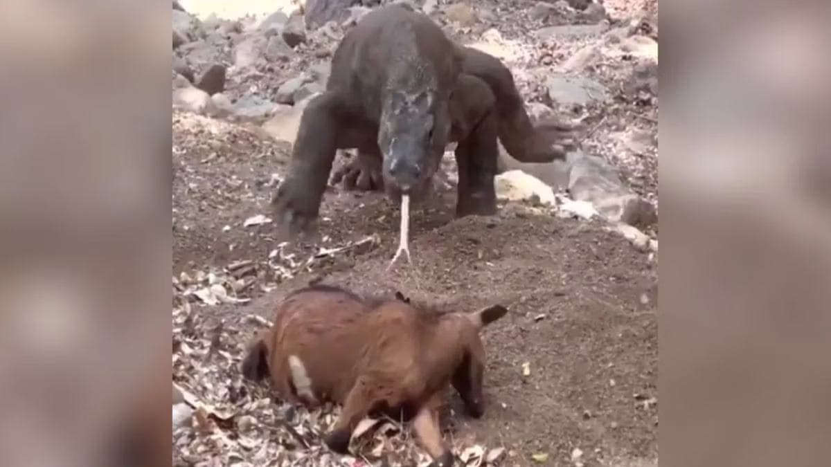 बकरी काे पलक झपकते ही निगल गया कोमोडो ड्रैगन, वायरल हो रहे खतरनाक Video पर आ रहे तरह-तरह के कमेंट्स