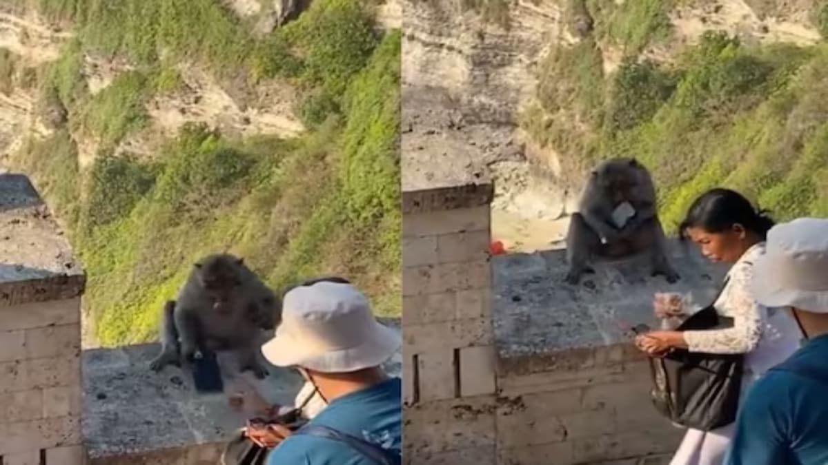 Watch Video: ब्लैकमेलिंग पर उतरे बंदर; खाने के लिए चुरा लेते हैं मोबाइल फोन और कैमरे