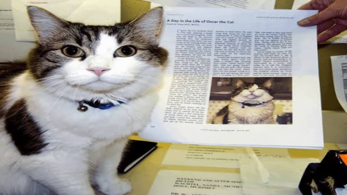 एक ऐसा बिल्ला, जो पहले ही कर देता था मौत की भविष्यवाणी; Therapy Cat के रूप में बहुतों की जान भी बचाई