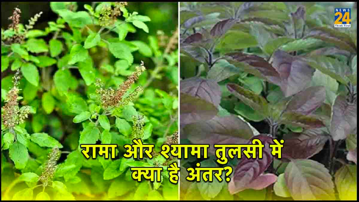 रामा और श्यामा तुलसी में से किसे घर में लगाना है शुभ, जानिए इसमें अंतर