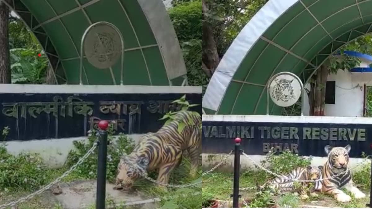 'बिहार का कश्मीर' कहे जाने वाला वाल्मीकि टाइगर रिजर्व खुला पर्यटकों के लिए, अब टूरिस्ट ले सकेंगे जंगल सफारी, बोटिंग का आनंद