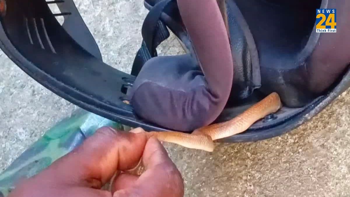 Watch Video: अगली बार हेलमेट पहनने से पहले अच्छी तरह कर लें चेक, कहीं कोबरा तो नहीं..!