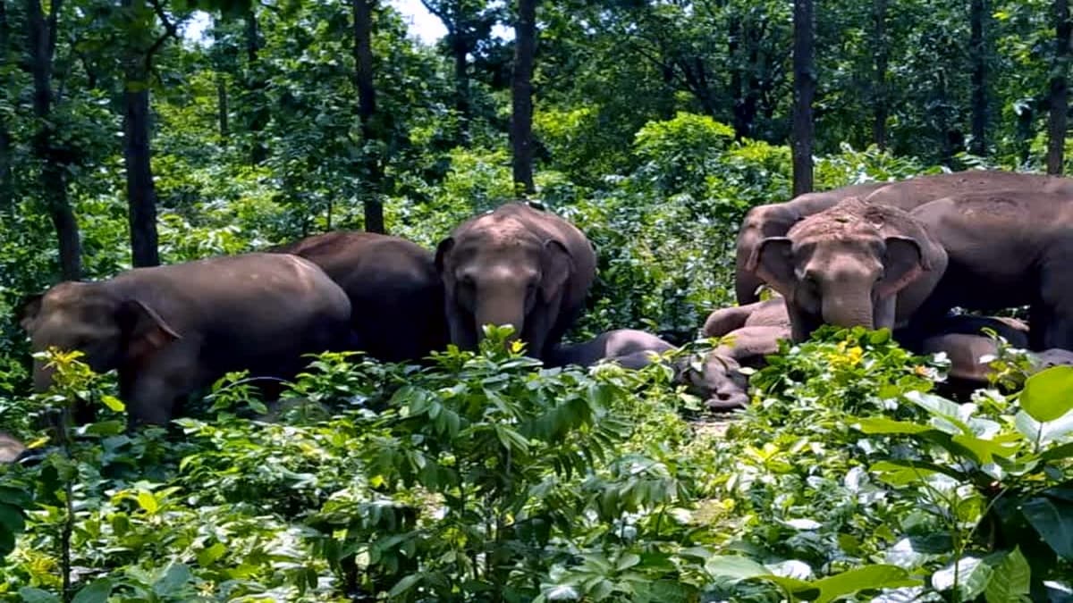 gariaband-hathi (1)