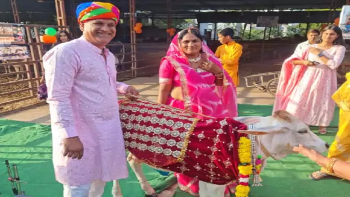 अनोखा बर्थडे सेलिबेशन...एक साल की हुई बछड़ी, परिवार ने केक काटा, मेहंदी लगाई, पायल पहनाईं, मेहमानों को लंच कराया