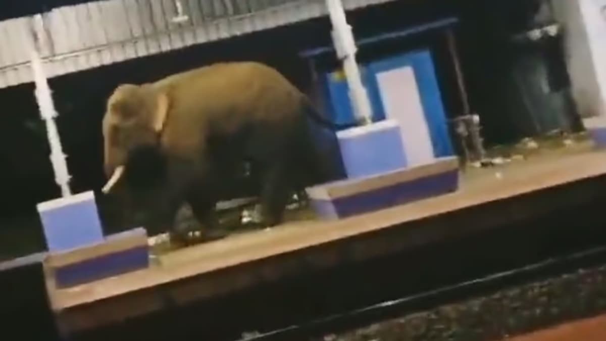 Watch Video: रेलवे स्टेशन पर ट्रेन देखने आया हाथी, कोई डर कर भागा, किसी ने बजाईं तालियां
