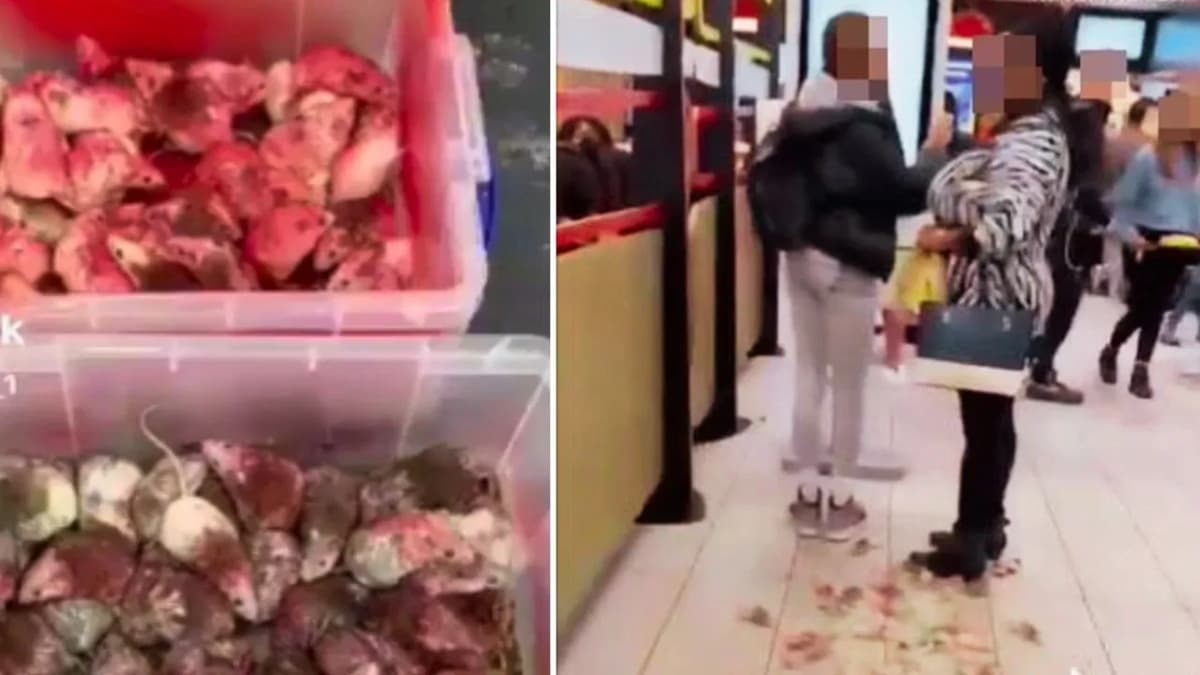 Watch Video: युवक ने McDonalds के आउटलेट में छोड़ें बड़े-बड़े चूहे, फिर क्या हुआ देखिए