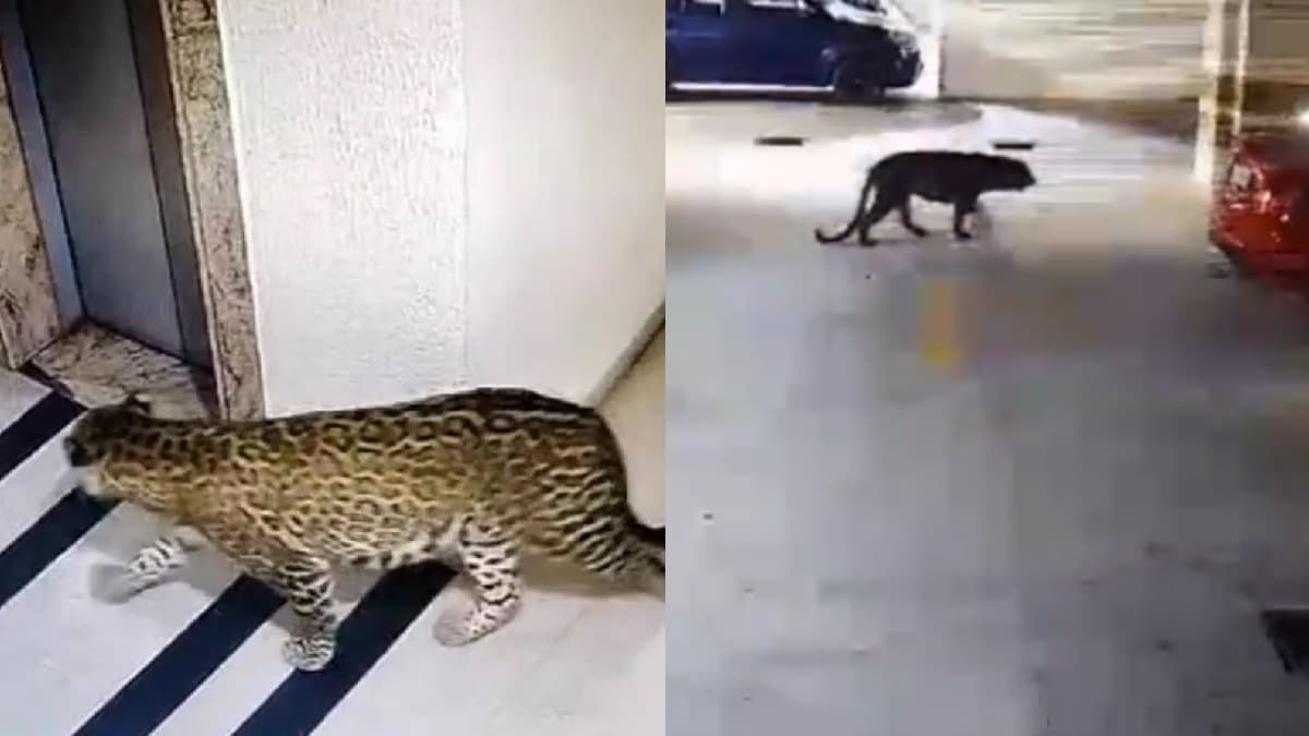 Viral Video: बेंगलुरु के रिहायशी इलाके में रात में घूमता दिखा तेंदुआ, वन विभागकर्मी ट्रैंक्विलाइजर गन के साथ मौके पर तैनात