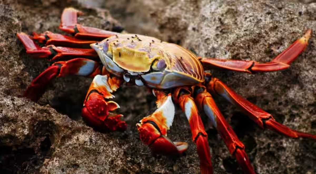 Research : अलास्का के पास समुद्र से अरबों बर्फीले केकड़े क्यों हो गए गायब? हैरान करने वाली वजह आई सामने
