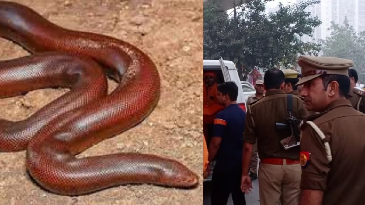 'एल्विश यादव... Noida में रेव पार्टी और किंग कोबरा का जहर!', सेलिब्रिटी से निकला कनेक्शन तो दर्ज हुआ केस