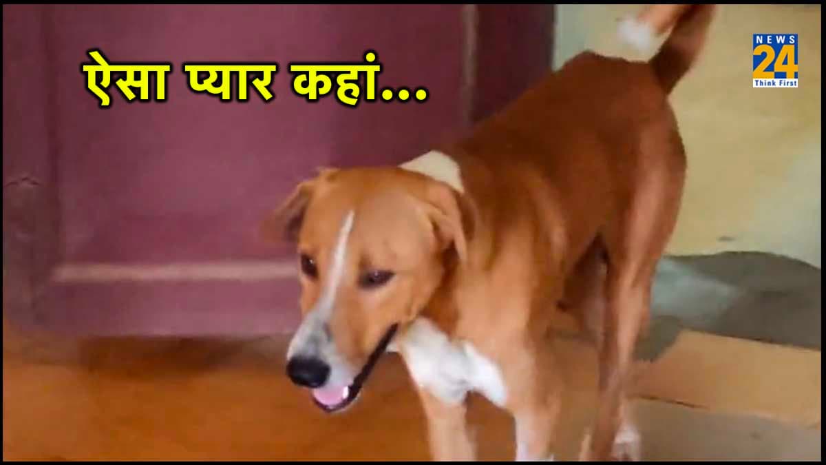 मुर्दाघर के बाहर चार महीने से अपने मालिक का इंतजार कर रहा कुत्ता, दिल छू लेगा VIDEO