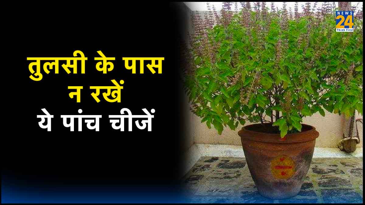 तुलसी के पास भूलकर भी न रखें 5 चीजें, हो सकता है बड़ा नुकसान!