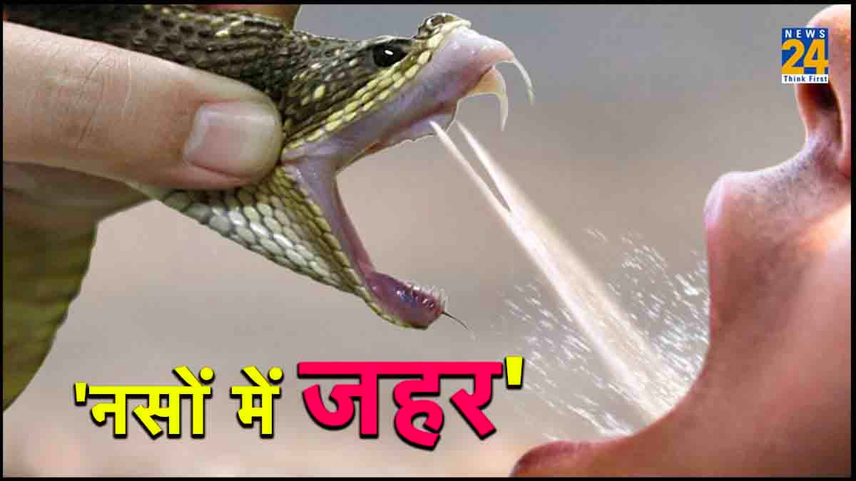 सांप के जहर से नशा! आखिर ये क्या है बला, जिसके मजे ले रहा था Elvish Yadav, जानें सब कुछ