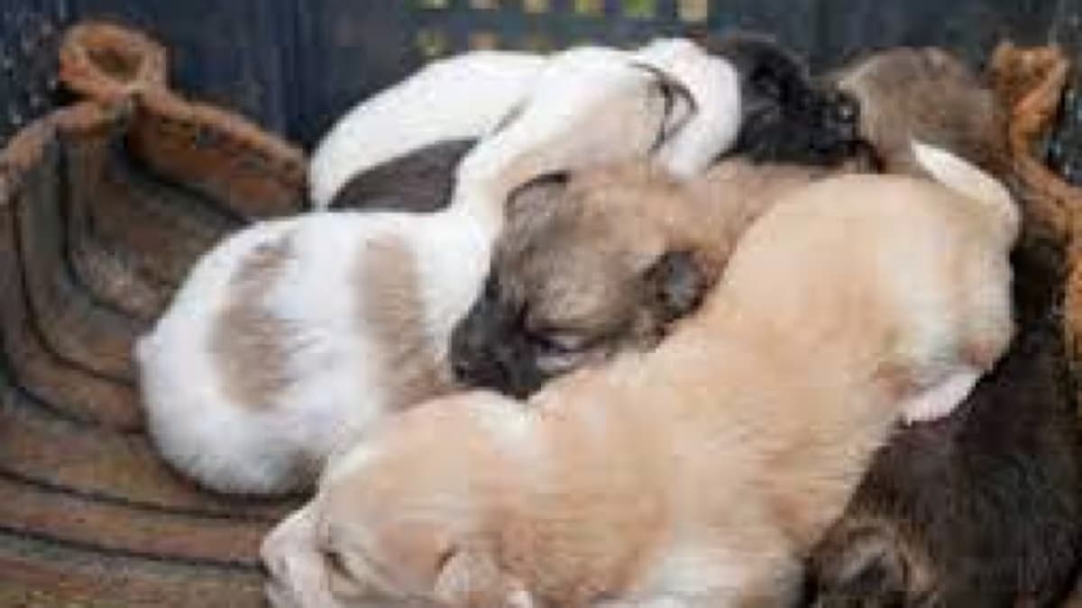 अनोखा सेलिब्रेशन: चटनी बनी 9 बच्चों की मां, महिलाओं ने मंगल गीत गाए, मालकिन ने 400 लोगों को बुला दी दावत