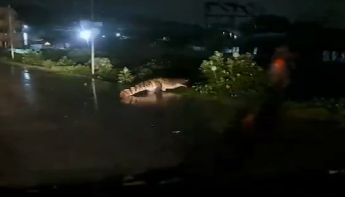 Cyclone Michaung: भारी बारिश के बाद चैन्नई में सड़क पर घूमता दिखा मगरमच्छ, Video वायरल