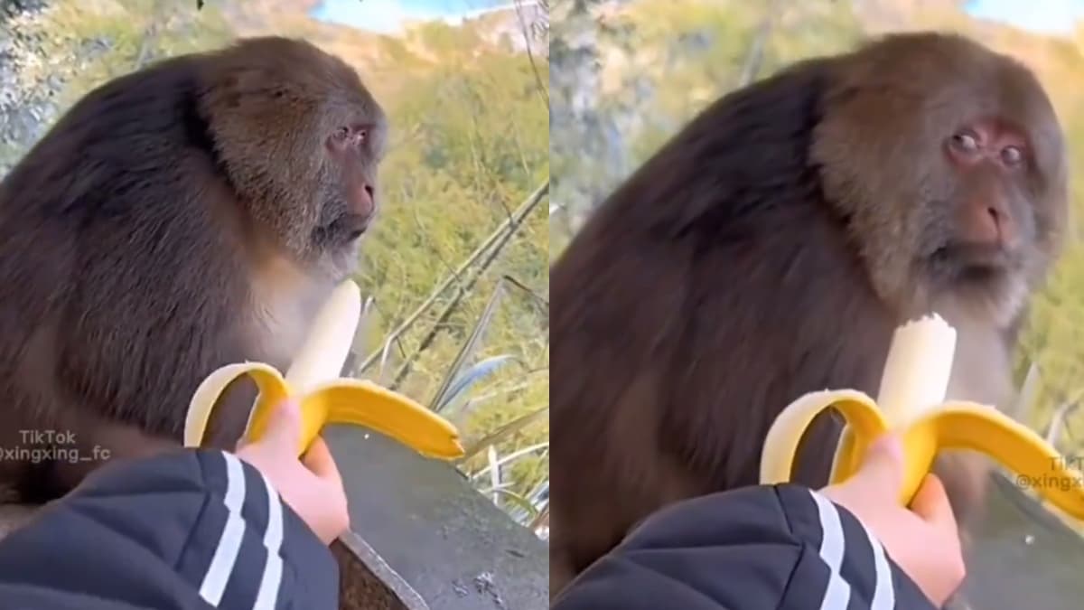 Monkey Funny Video Viral : केला दिखाकर खुद खा गया शख्स, बंदर का रिएक्शन हो गया वायरल