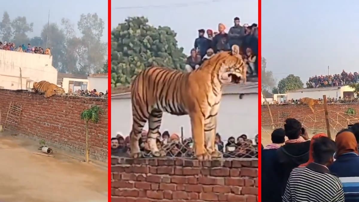 रिहायशी इलाके में घुसकर दीवार पर ही आराम फरमाने लगा बाघ, देखने के लिए पहुंच गई भीड़; देखें वीडियो