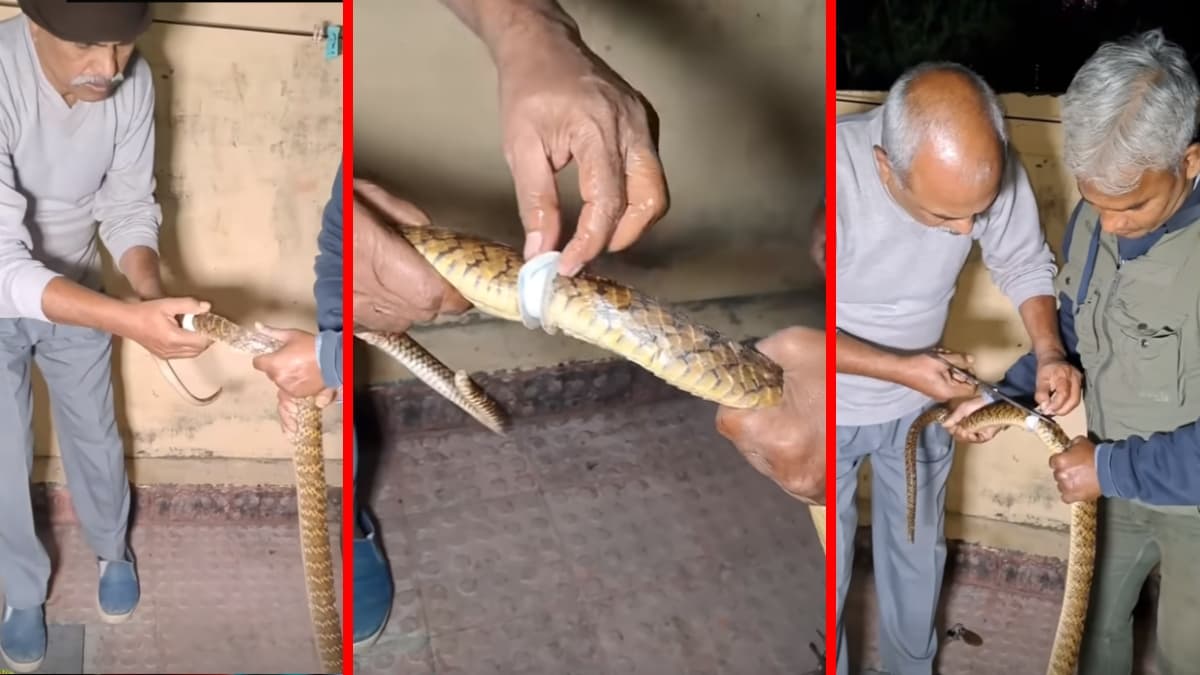 Viral Video :  सांप के शरीर में फंस गया प्लास्टिक का टुकड़ा, देखिए कैसे निकाला गया