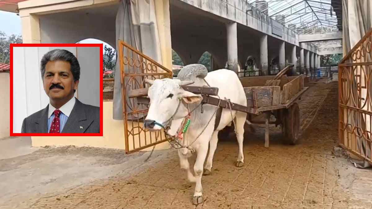 कभी देखा है इतना समझदार बैल! खुद लाता और ले जाता है सामान, आनंद महिंद्रा भी हुए मुरीद