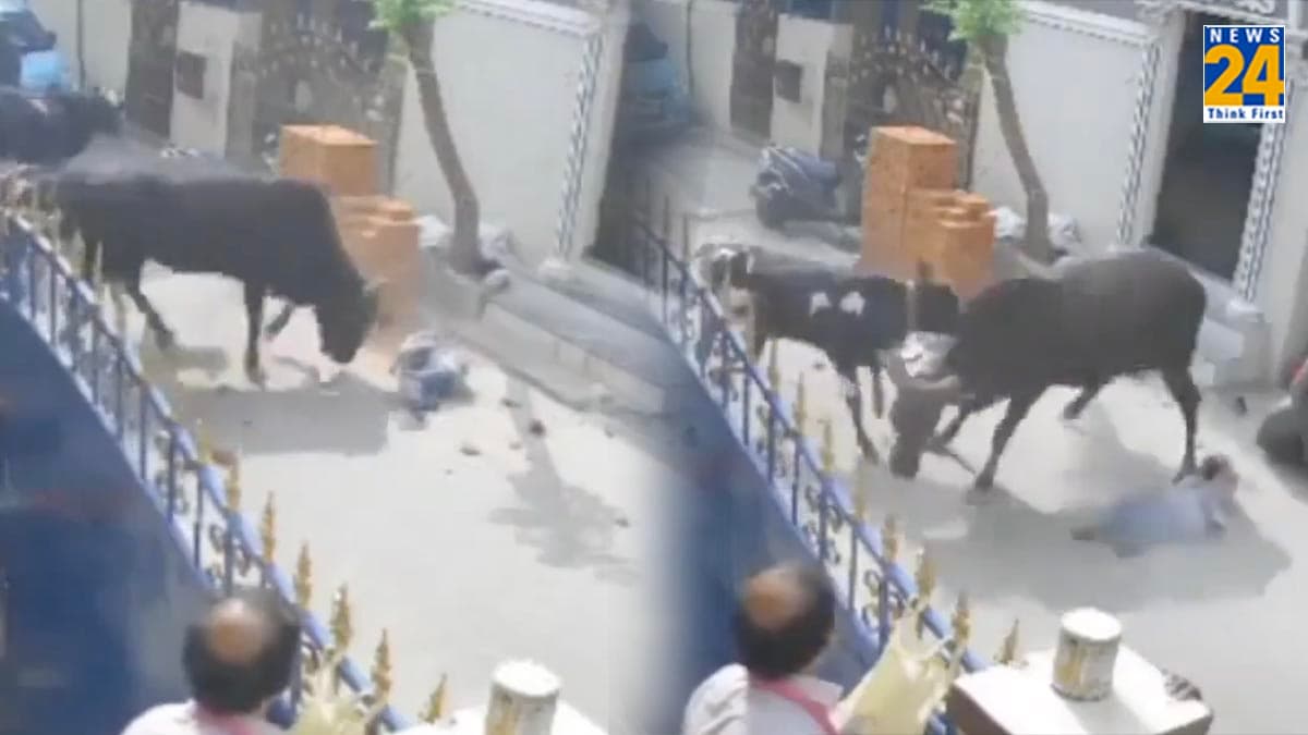 'वो चिल्लाती रही, लोग तमाशा देखते रहे'; स्कूल जा रही बच्ची को सांड ने पटका, वीडियो वायरल