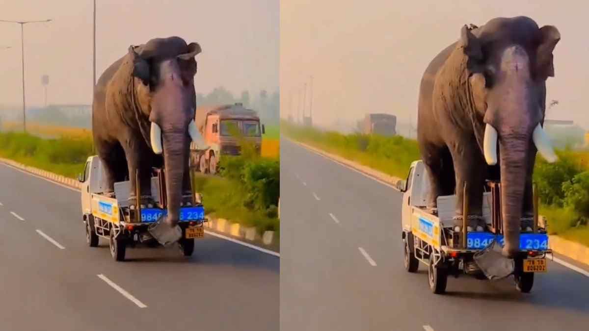 Watch Video : 'छोटा हाथी' पर सवार बड़ा हाथी, वीडियो देख लोगों को नहीं हो रहा यकीन