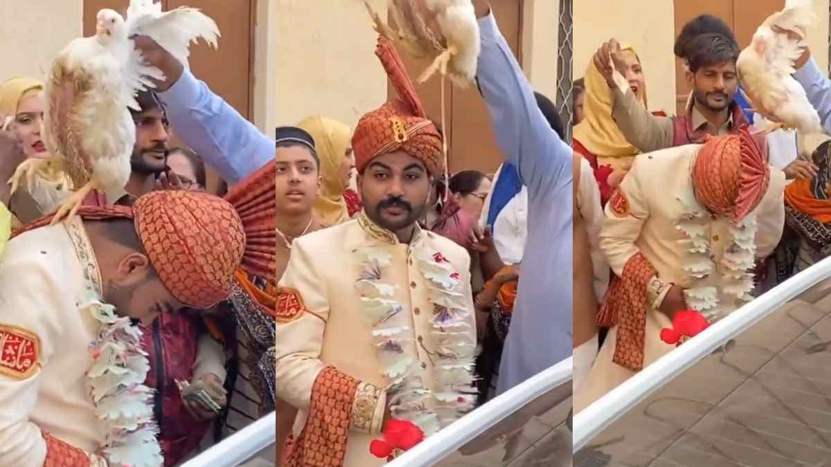 सिर के ऊपर से मुर्गा घुमाया तो दूल्हा पछताया, अंधभक्त के वायरल वीडियो पर कमेंट-सरप्राइज गिफ्ट