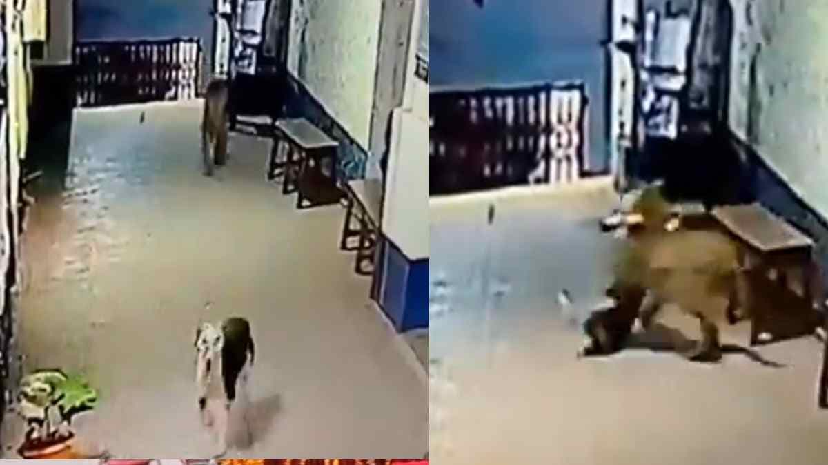 पुलिस स्टेशन में घुसकर तेंदुए ने किया कुत्ते का शिकार, CCTV वीडियो हो रहा वायरल