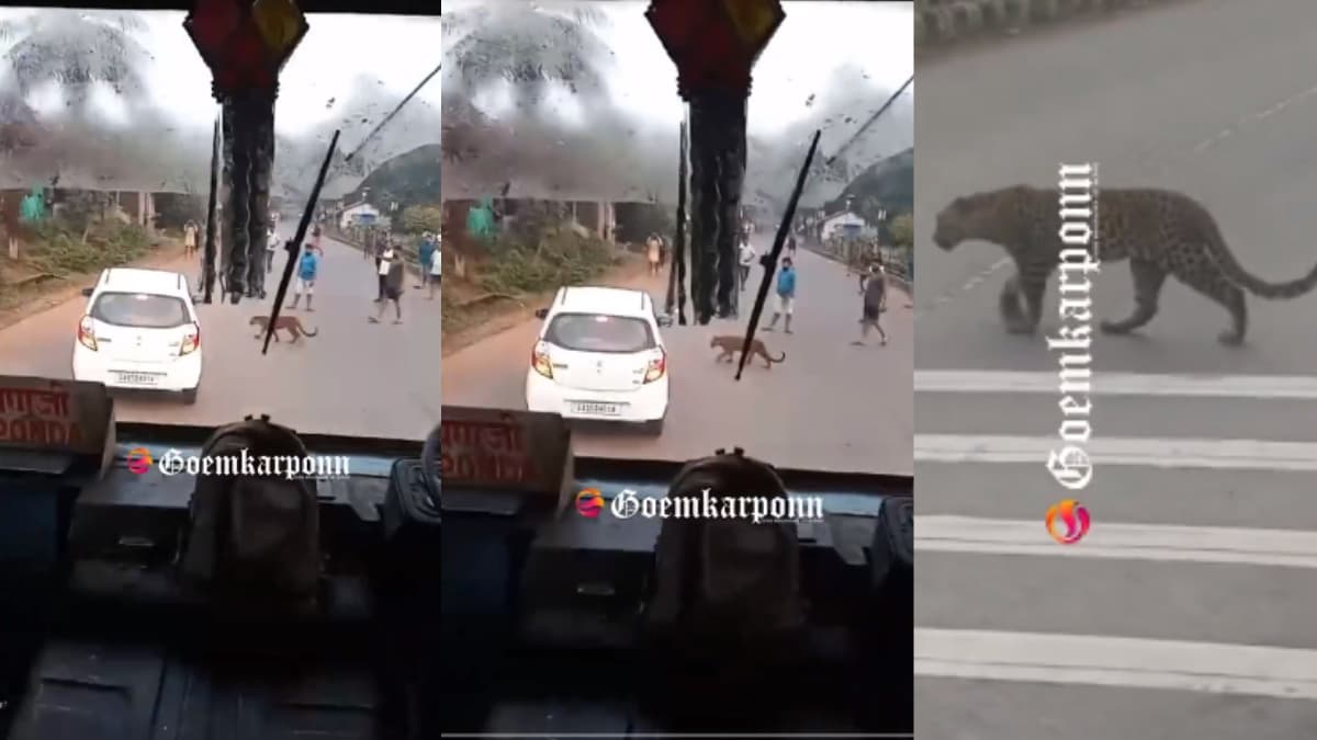 Viral Video: तेंदुए को देखकर थमीं सांसे, जमी रह गई कार और बस समेत सभी गाड़ियां