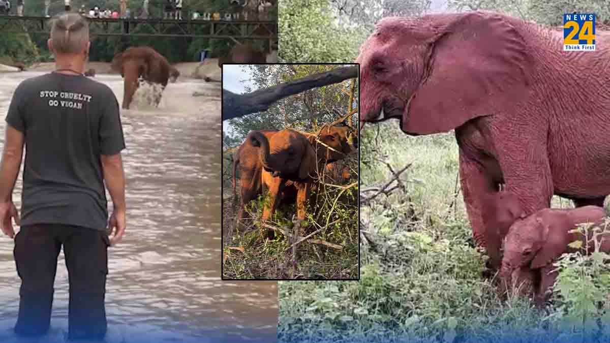 Elephant Viral Video: हाथियों के पांच वायरल वीडियो, हर किसी में छुपी है दर्दभरी कहानी, जो भावुक कर देगी