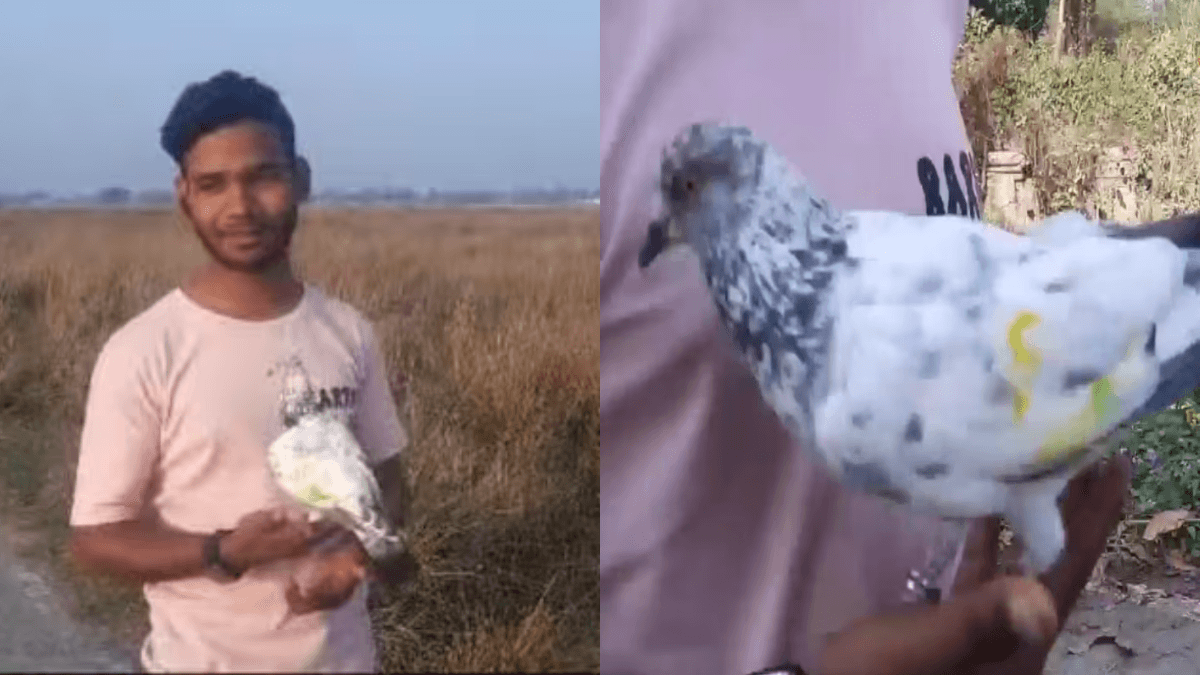 दिलचस्प है अनोखे कबूतर संजू की कहानी जो बाइक से लगाता है रेस, शहबाज अली से दोस्ती