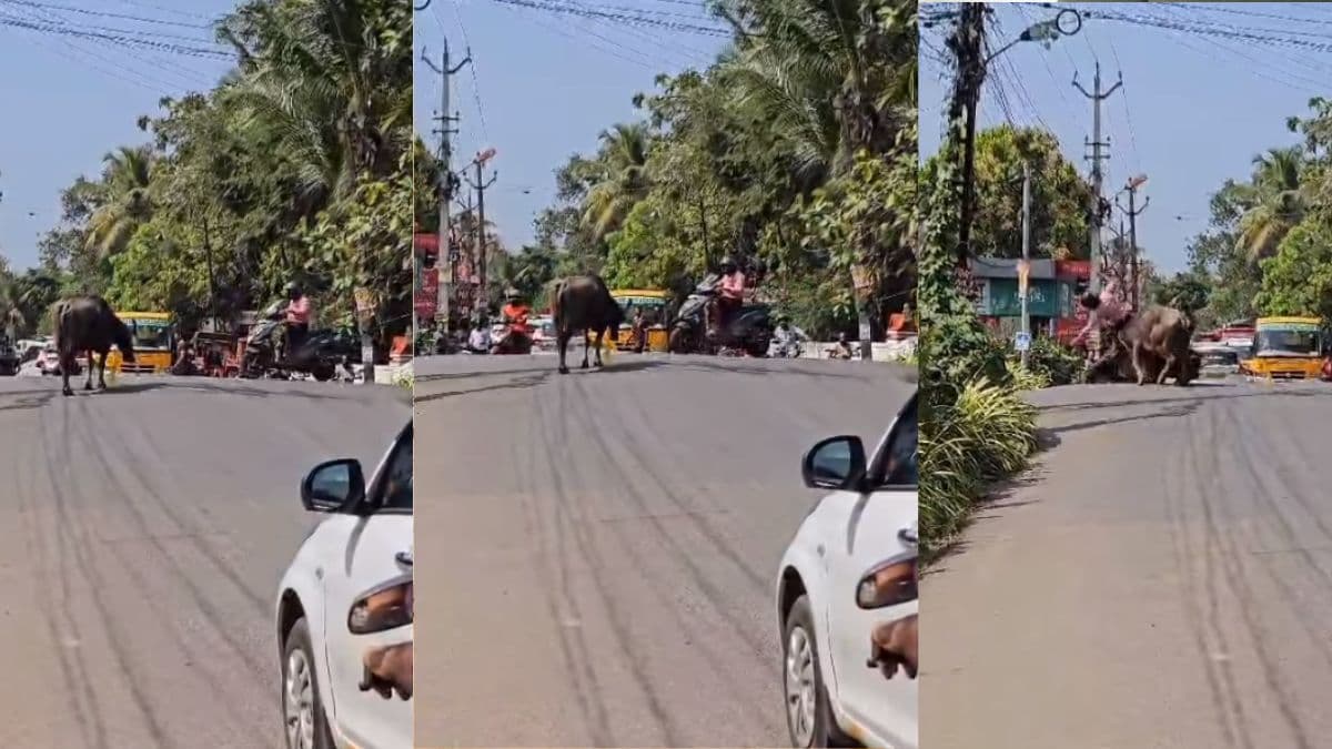 स्कूटी सवार पर टूट पड़ी भैंस, गाड़ी का कर दिया कबाड़! यूपी का नहीं है ये वीडियो