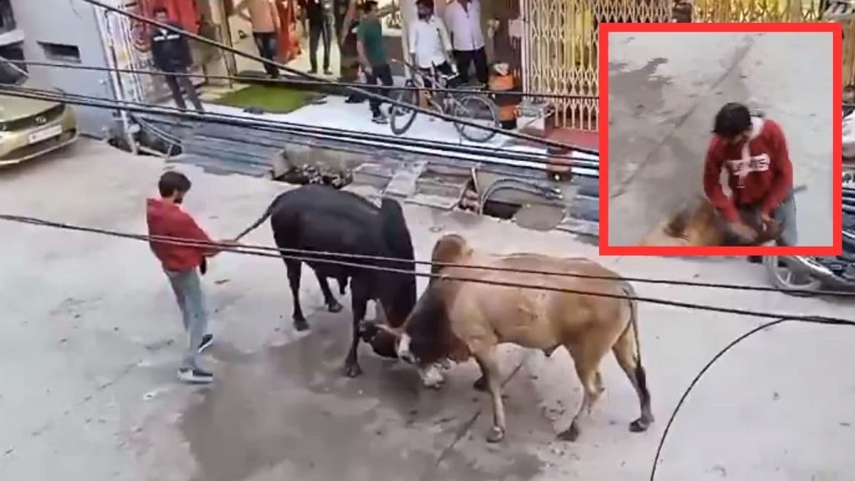 बीच सड़क लड़ रहे थे सांड, छुड़ाने आए शख्स के साथ हुआ कांड, वायरल हो गया वीडियो