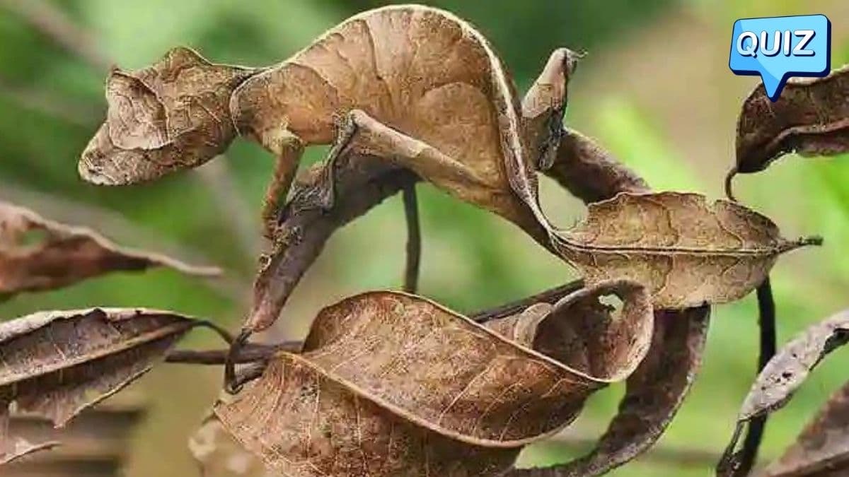 ऐसा कौन सा जानवर है जो हमेशा प्रेग्नेंट रहता है? जानें ऐसे ही दिलचस्प सवालों के जवाब