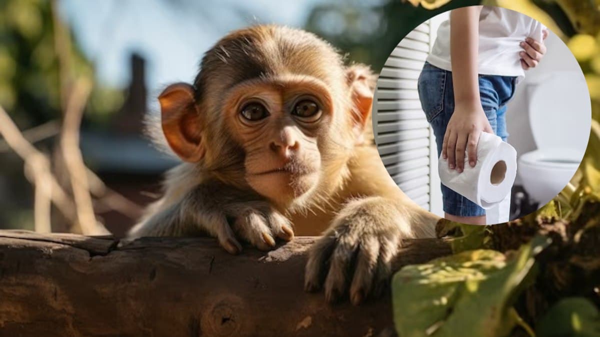 Monkey Fever