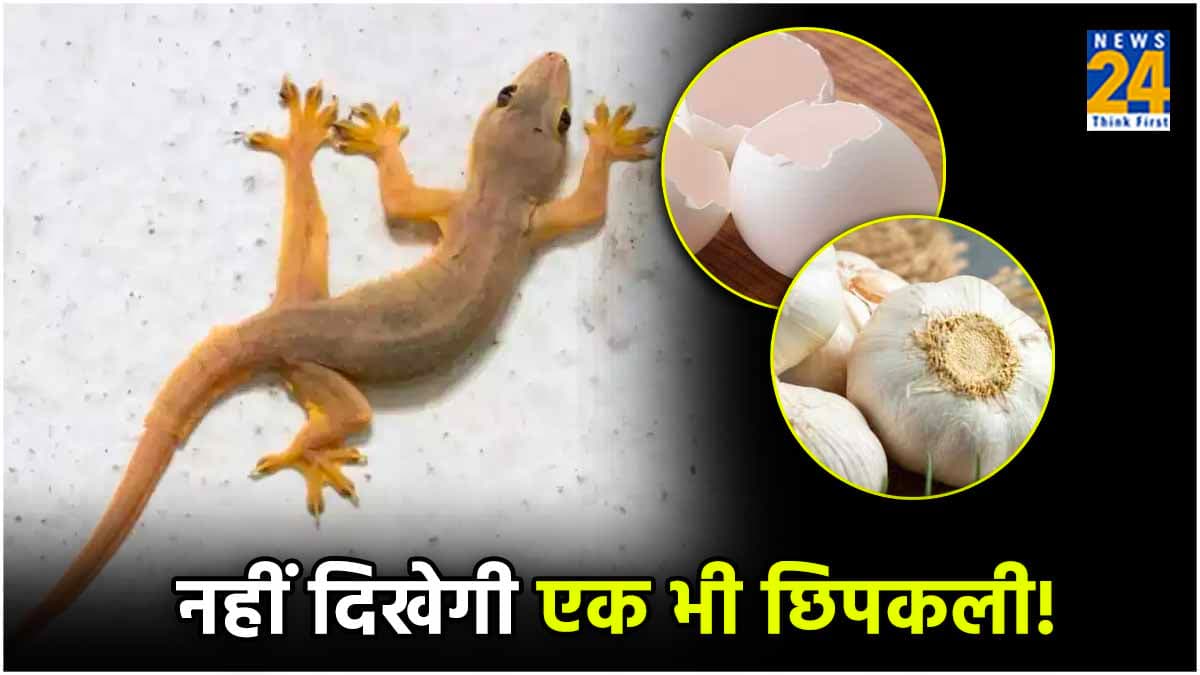 Ways to Get rid of Lizards