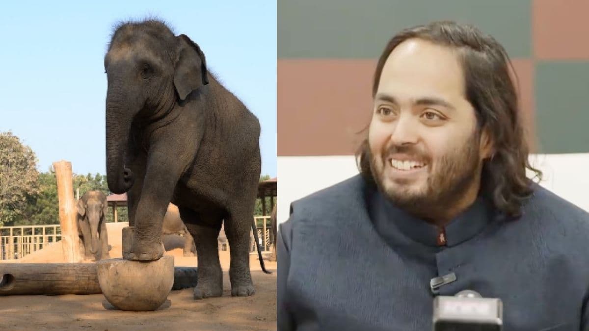 अनंत अंबानी के वंतारा में तीन हाथियों को मिलेगा नया जीवन! कार्गो एयरक्राफ्ट से पहुंचेंगे जामनगर
