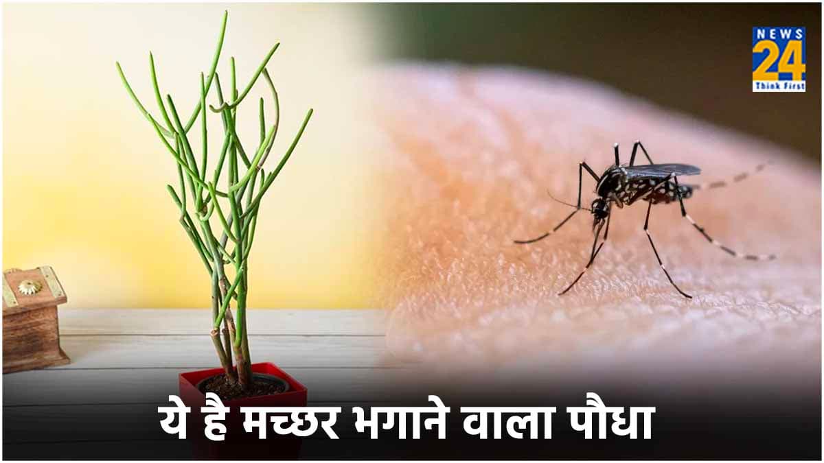 एक पौधा जो मच्छर भगाएगा और बीमारियों का भी इलाज करेगा, जानें इसके फायदे