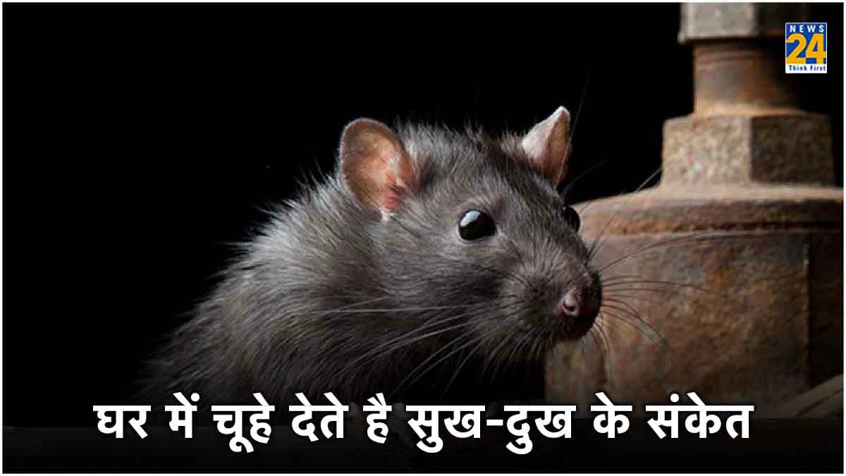 घर में चूहों का होना शुभ या अशुभ? जानें शास्त्र नियम