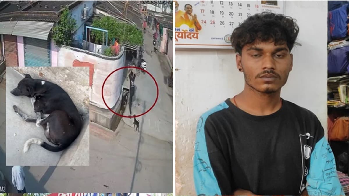 बेजुबान के साथ हैवानियत, पत्थर उठा-उठा कर मारे; 'जल्लाद' युवक की हरकत का वीडियो देख पुलिस भी भड़की