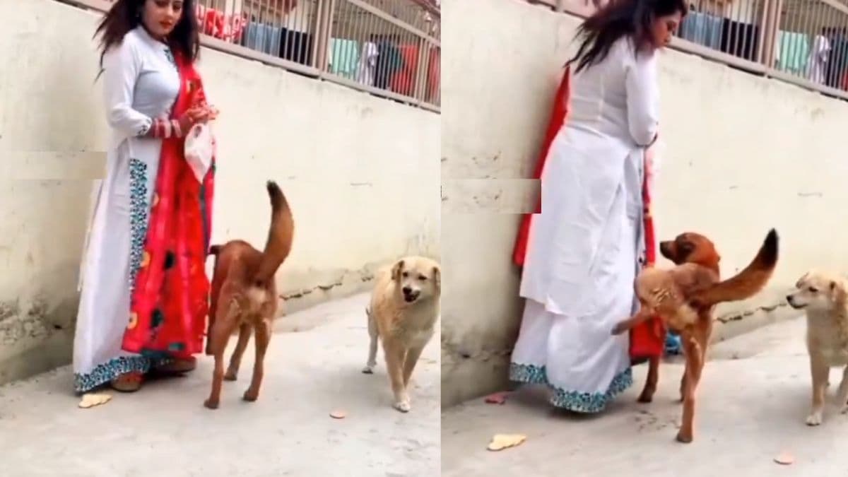 कुत्ते की एक हरकत से शर्म से पानी-पानी हुई महिला, अपने अंदाज में प्यार जताना पड़ा भारी