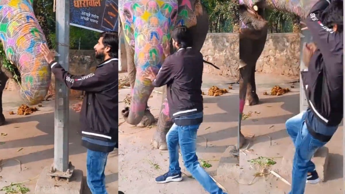 जानलेवा प्यार का Video: हाथी से 'मोहब्बत' पर मिला झटका, सूंड पर उठाकर पटका