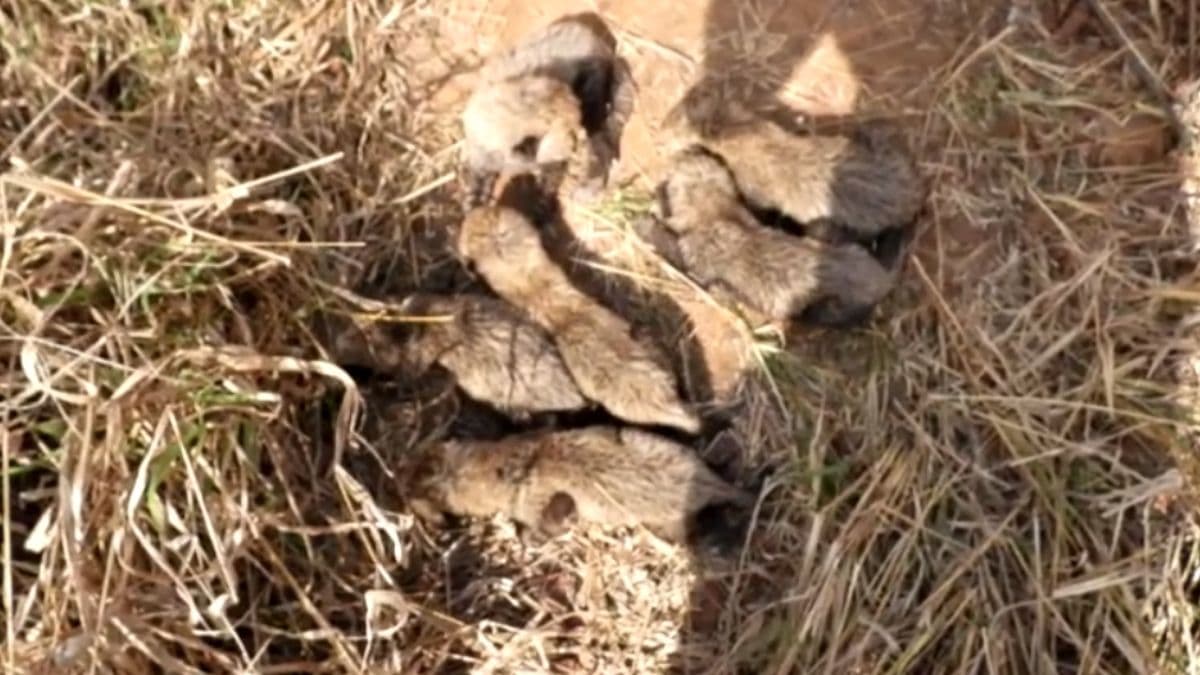 Kuno National Park से कहां गायब हुआ चीते का शावक? एक ने 6 जन्मे थे पांच ही दिखे