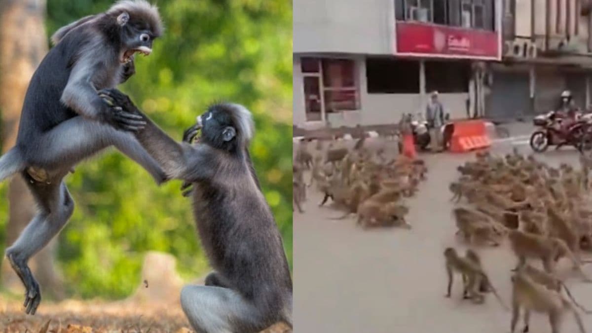 Monkey Fight Viral Video