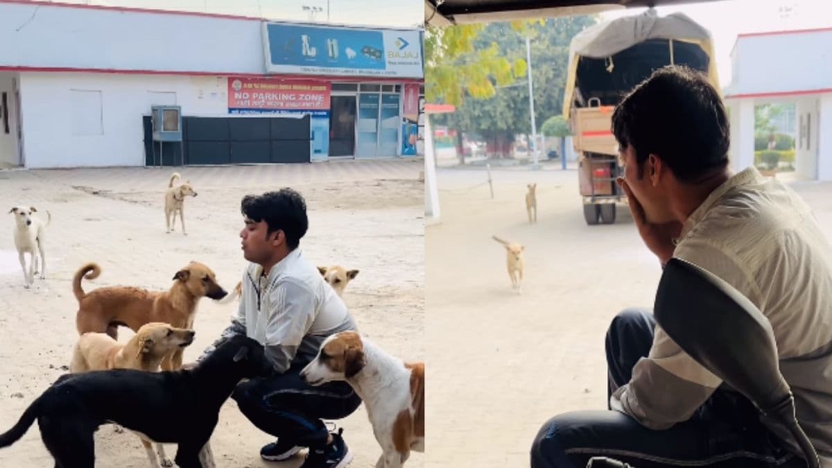 गजब! कुत्तों से बात करता है ये शख्स, एक आवाज पर दौड़े चले आते हैं; देखिए वीडियो