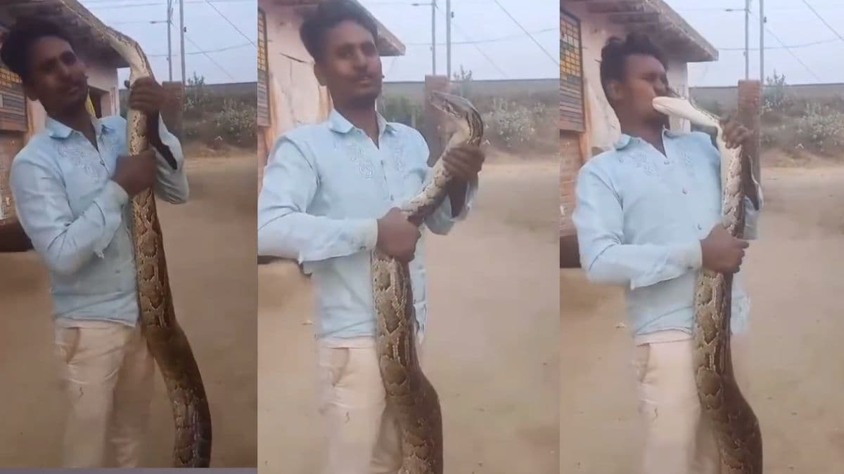 अजगर के साथ प्यार दिखा रहा था शख्स, मिला खतरनाक लव बाइट; वीडियो देख हालत हो जाएगी टाइट